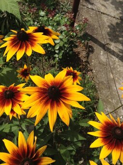 Rudbeckia srstnatá žltá - 5