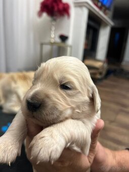 Šteniatka zlatý retriever - 5