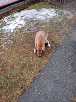 Darujem šteniatko fenku. - 5