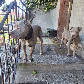 Americký pitbulterier pitbul pitbull silver lilac rare Topp - 5