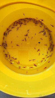 Neocaridina Red cherry premium - 5