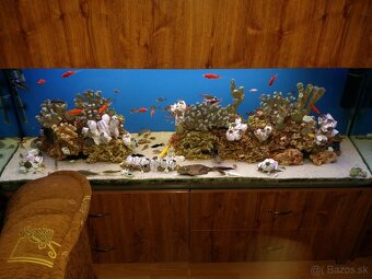 Veľké akvárium - 5
