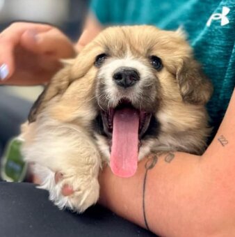welsh corgi - 5