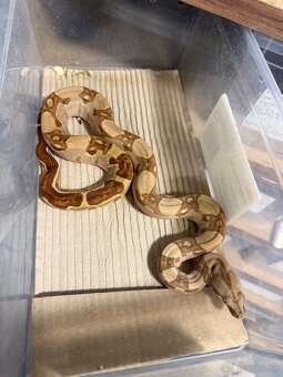 Boa Constrictor - Velhad - 5