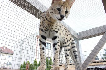 Serval stepny - 5