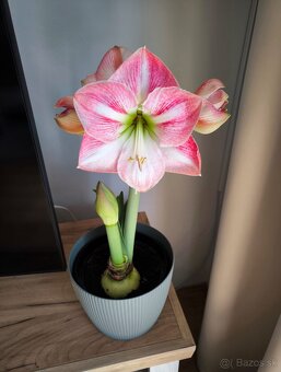 Rozkvitnute kvety Amaryllis - 5