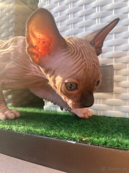 Mačička sphynx - 5