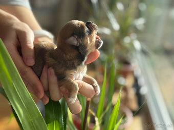 Havanský psík s PP - 5