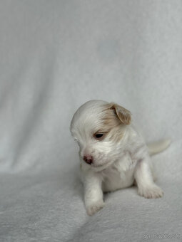 Havanský psík s PP, posledné tri šteniatka - 5