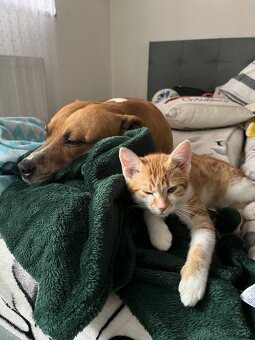 Darujeme staforda – LEN do dobrých rúk - 5