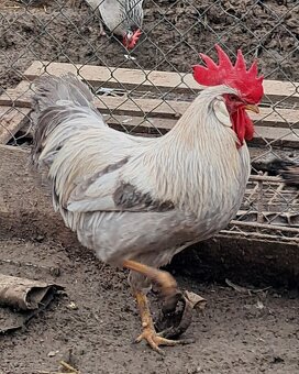 Vlaška izabelová - 5