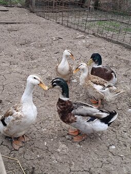 Nasadové vajíčka - 5