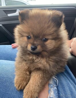 Pomeranian - 5