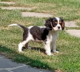 Cavalier, kavalier, cavalier king charles spaniel - 5
