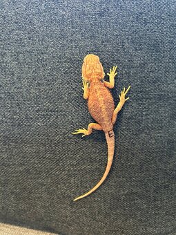 Agama bradatá - samice aj samce - 5