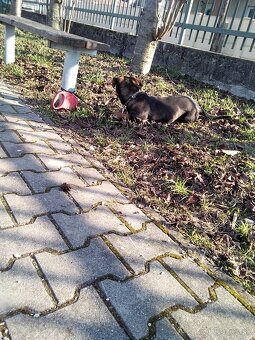 Darujem šteniatko psa - 5