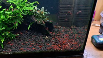 Predam krevetky Neocaridina red cherry - 5