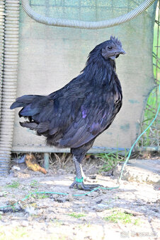 Ayam Cemani kohút - 5