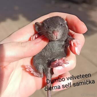 ❤ Exkluzívne dumbo, velveteen, rex potkaníky - 5