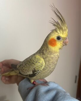 Ručné dokrmené korely - 5