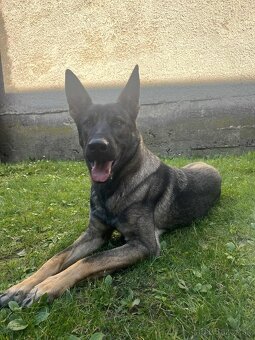 Nemecký ovčiak šteniatka - 5