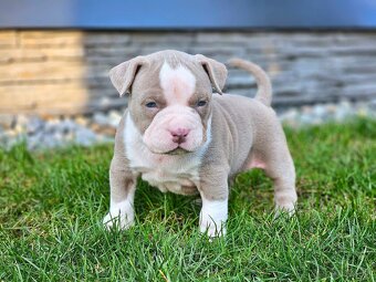 American bully - 5