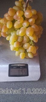Vinič stolový predaj. - 5