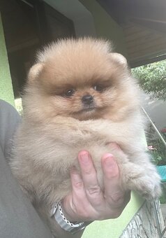 Pomeranian s pp FCI - 5