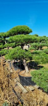 Záhradné bonsaje NIWAKI Pinus nigra - 5