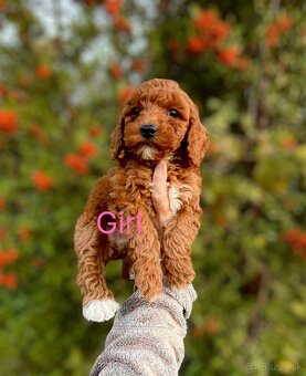 Maltipoo dark red - 5