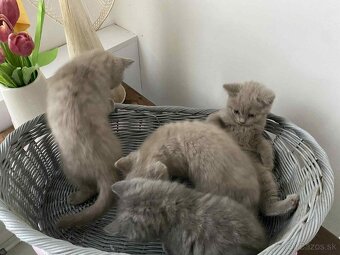 Britské modré mačiatka - 5