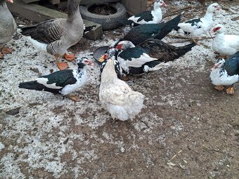 Predám čínske kačice - 5