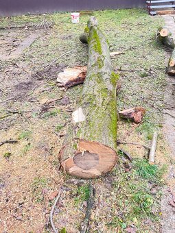 Predám orechové drevo - 5