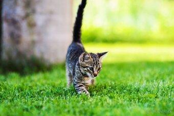 Venčenie domácich miláčikov - 5