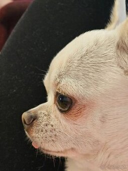 HOLÍČ / BORSKÝ MIKULÁŠ: 🐾 Ponuka na krytie – čivava Jackie - 5