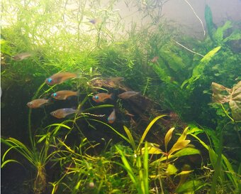 Živé krmivo pre ryby a krevety, machy - 5