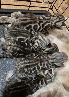 Bengalske macke - 5