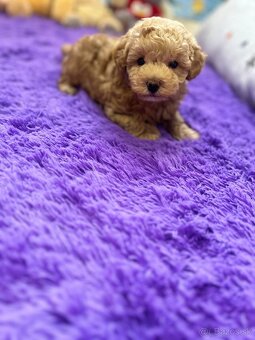 Maltipoo - 5