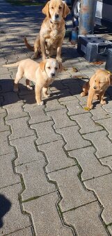 Šteniatka zlatý retriéver - 5