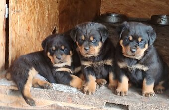 Predám rotvajlera - 5