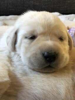Labrador retriever - 5