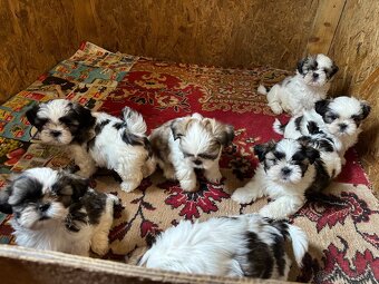 Shitzu, shi tzu REZERVOVANE - 5