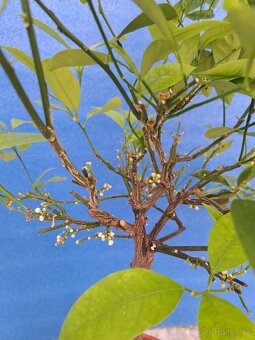 Calamondin Mitis - 5