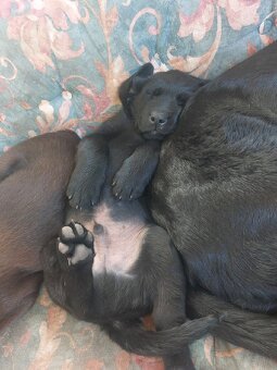 Šteniatka labradora - 5