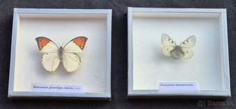Predám zbierku motýľov - 5