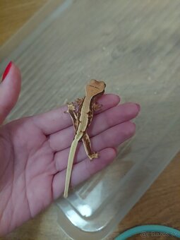 Pagekón riasnatý - 5