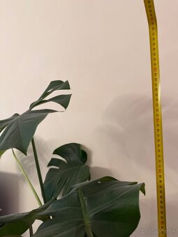 Monstera Deliciosa - 5