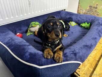 Jazvečík kratkosrstý - 5