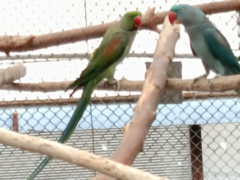 Predám 1:1 ALEXANDER VELKÝ MODRÝ 2024 - 5