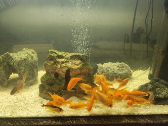 Predám komplet akvárium - 5